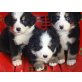 Berner Sennenhundwelpen reinrassig, Berner Sennenhund - Rüde