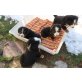 Berner Sennenhundwelpen reinrassig        , Berner Sennenhund Welpen - Rüde