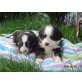 Berner Sennenwelpen reinrassig, Berner Sennenhund - Rüde