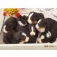 Berner Sennenwelpen reinrassig, Berner Sennenhund - Rüde