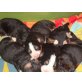 Berner Sennenwelpen reinrassig, Berner Sennenhund Welpen - Rüde