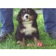 Berner Sennenwelpen reinrassig, Berner Sennenhund Welpen - Rüde