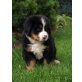 Berner sennen Welpen mit Papiere, Berner Sennenhund Welpen - Rüde