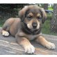 Berner sennen x KaukaschicheOwcharka pup Welpen - Hündin