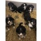Bernersennen-Border Collie, Bernersennen-Border Collie Welpen - Hündin
