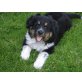 Bernersennen-Bordercollie - Rüde