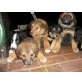 Bernersennen x Border Collie Welpen - Hündin