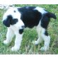 Bernhard, Bernhard, Hund mit Kuhflecken - Rüde