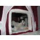 Bernhard & Bianca, Europäische Kurzhaarkatze - Kater