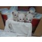 Bernhard und Bianca, Ragdoll - Kater