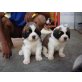 Bernhardiner, Bernhardiner - Hündin