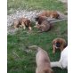 Bernhardiner/Schäfer-Labrador Mischlinge Welpen - Hündin
