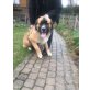 Bernhardiner-Schäfer/Labrador - Rüde