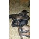 Bernhardiner/Schäfer/Labrador Welpen - Rüde