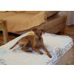Bernstein, Zwergpinscher Welpen - Rüde