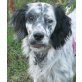 Berny, Setter-Mix - Rüde
