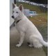 Bero Bianco , Weißer Schweizer Schäferhund - Rüde