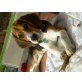 Berry, Beagle - Rüde
