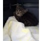 Berry & Cherry suchen ein liebevolles Zuhause, Europäische Kurzhaarkatze - Katze