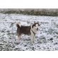 Berry, Siberian Husky - Rüde
