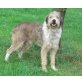 Berry, Terriermischling - Rüde