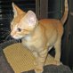 Berry, zutraulicher - Kater