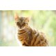 Berta, Bengalkatze - Katze