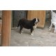 Berta, Entlebucher Sennenhund - Hündin