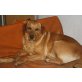 Berta, Labrador Retriever - Hündin