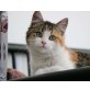 Berta, Mischling - Katze