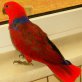 Berta, Neuguinea-Edelpapageien - weiblich