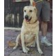 Berta Nr. 2, Labrador-Mix - Hündin