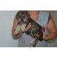 Berta, Schäferhund-Mix Welpen - Hündin
