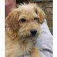Berti2, Terrier-Dackel - Rüde
