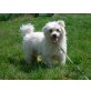 Bertik, Westhighlandterrier-Mix - Rüde