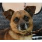 Berto, Chihuahua Mix - Rüde