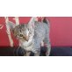 Besonders lieber Tigerbub! Hunde gewohnt! 5  - Kater