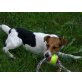 Bessi, Glatthaar-Foxterrier - Hündin