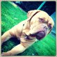 Bessy, Bordeauxdogge - Hündin