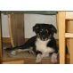 Bessy, Border-Collie Welpen - Hündin