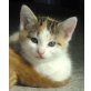 Bessy, Europäische Kurzhaarmix - Katze