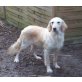 Bessy, Golden Retriever - Hündin