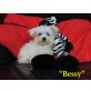Bessy, Malteser - Hündin