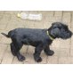 Bessy, Schnauzer - Hündin