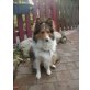 Bessy, Sheltie - Hündin