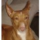 Beta, Podenco-Mix - Hündin