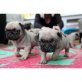 Betäuben und SCHÖNE mopswelpen VERFÜGBAR, Mops - Hündin