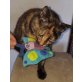 Betsi, Pflegestelle in Plankstadt - Katze