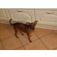 Betti Bly, Zwergpinscher Welpen - Hündin