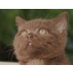 Betti, Britisch Kurzhaarkatze - Katze